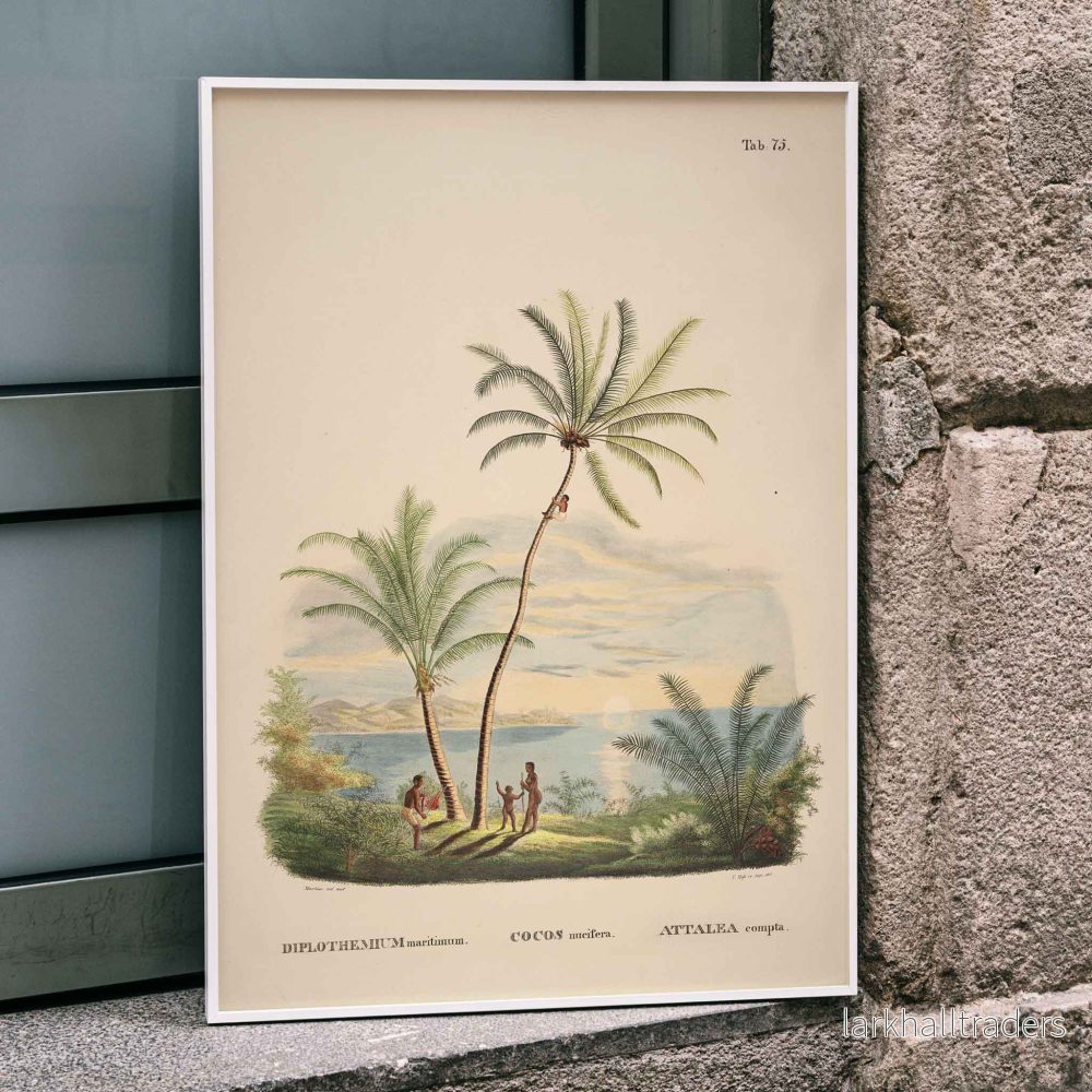 Attalea compta Poster Attalea compta Poster