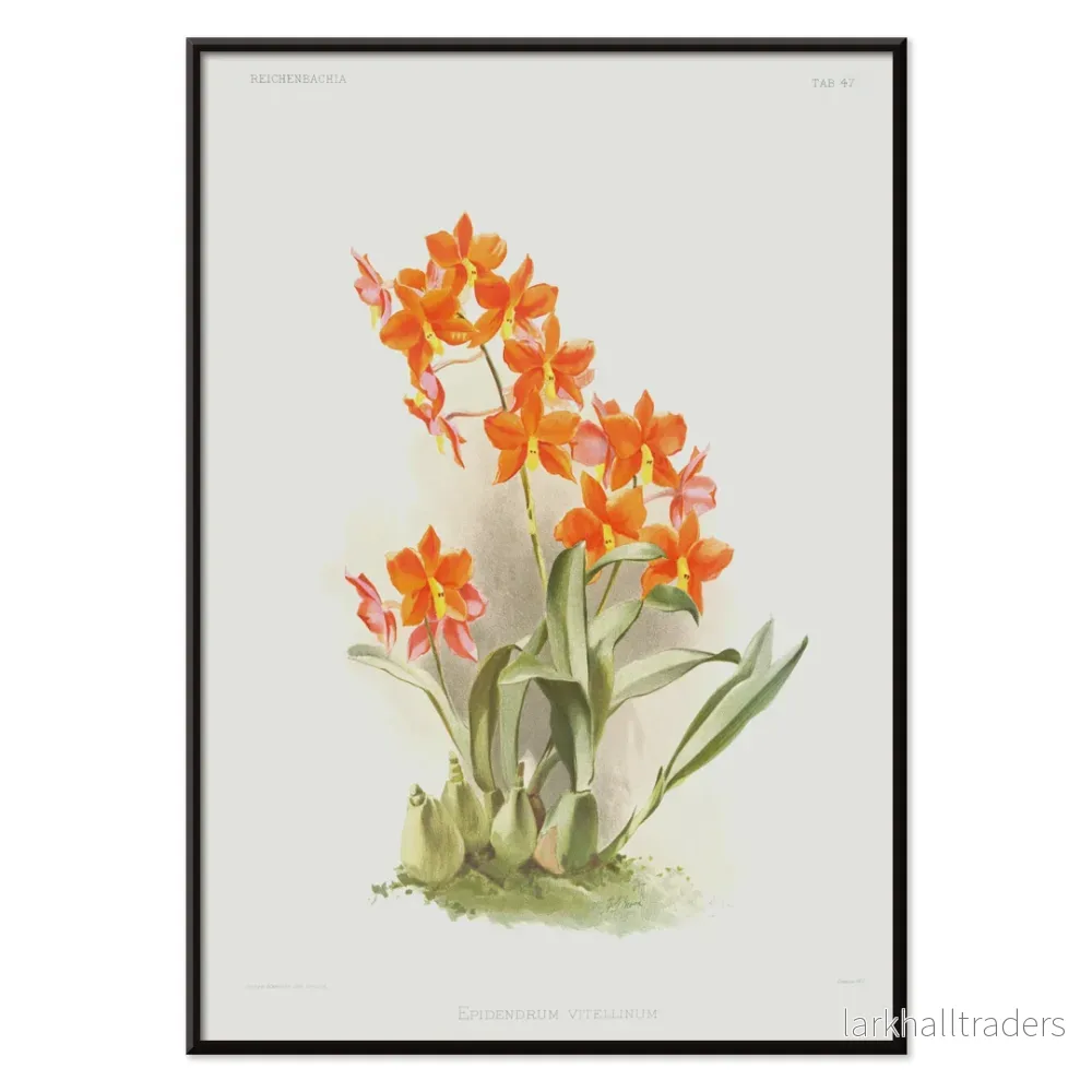 Epidendrum vitellinum Poster - Bild 2