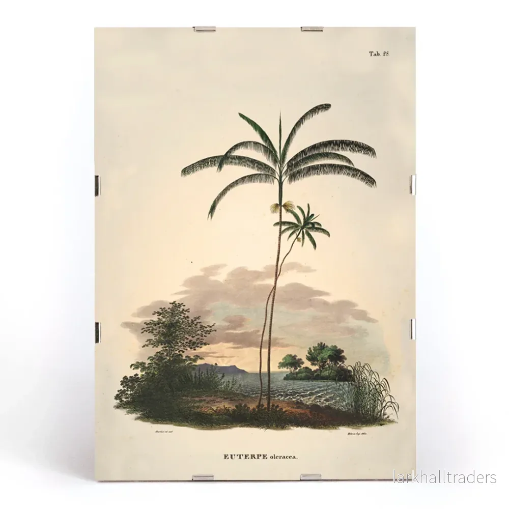 Euterpe oleracea Poster - Bild 3