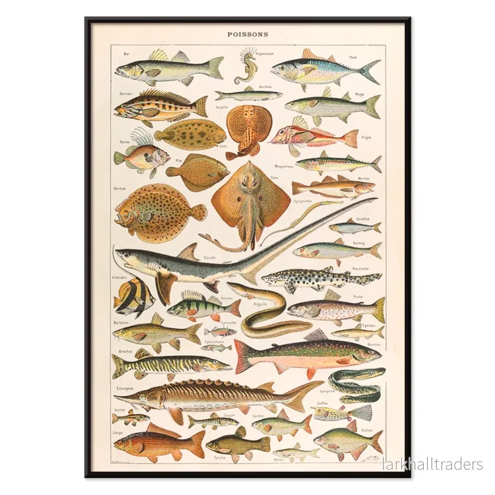 Fiskar Poster - Bild 2