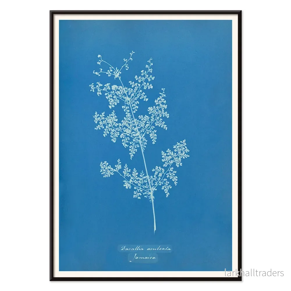 Davallia aeuleata Poster - Bild 2