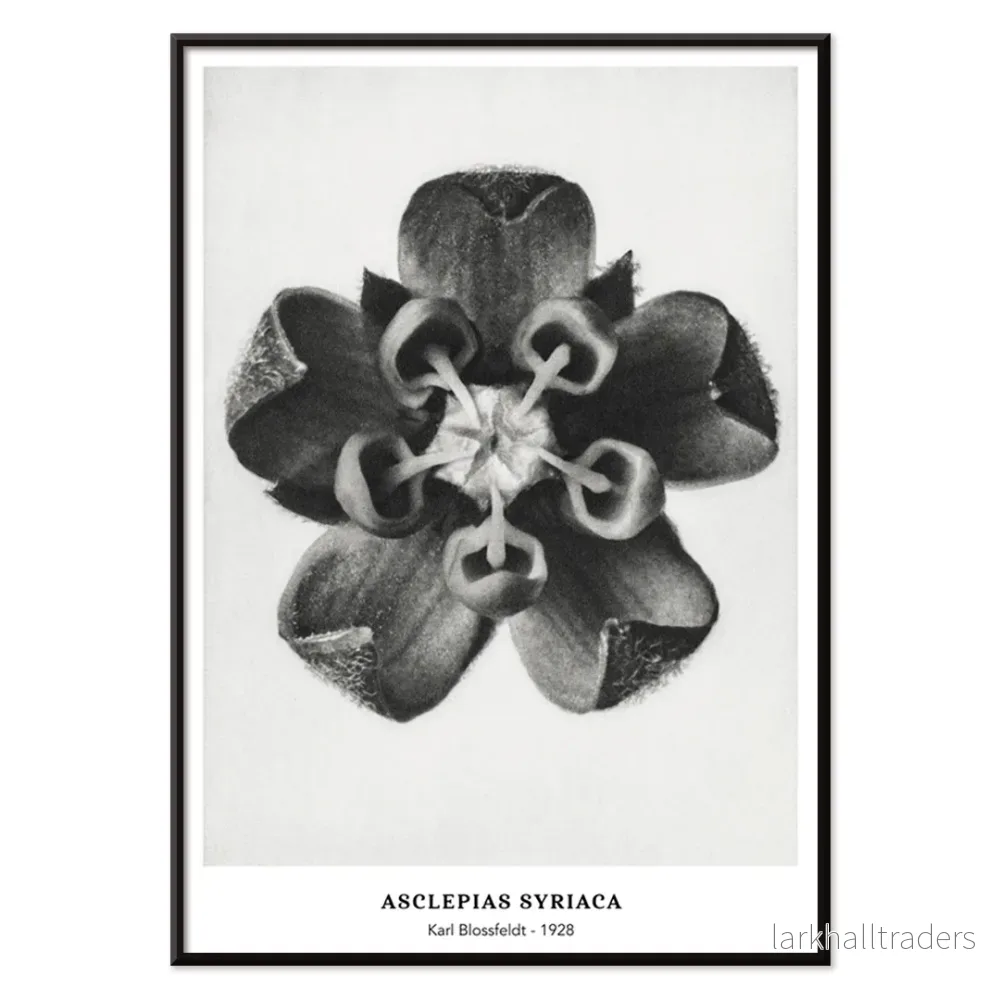 Asclepias Syriaca Poster - Bild 2