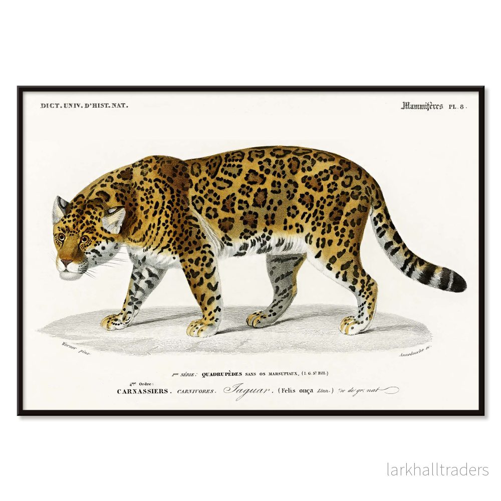 Panthera Onca Poster - Bild 2