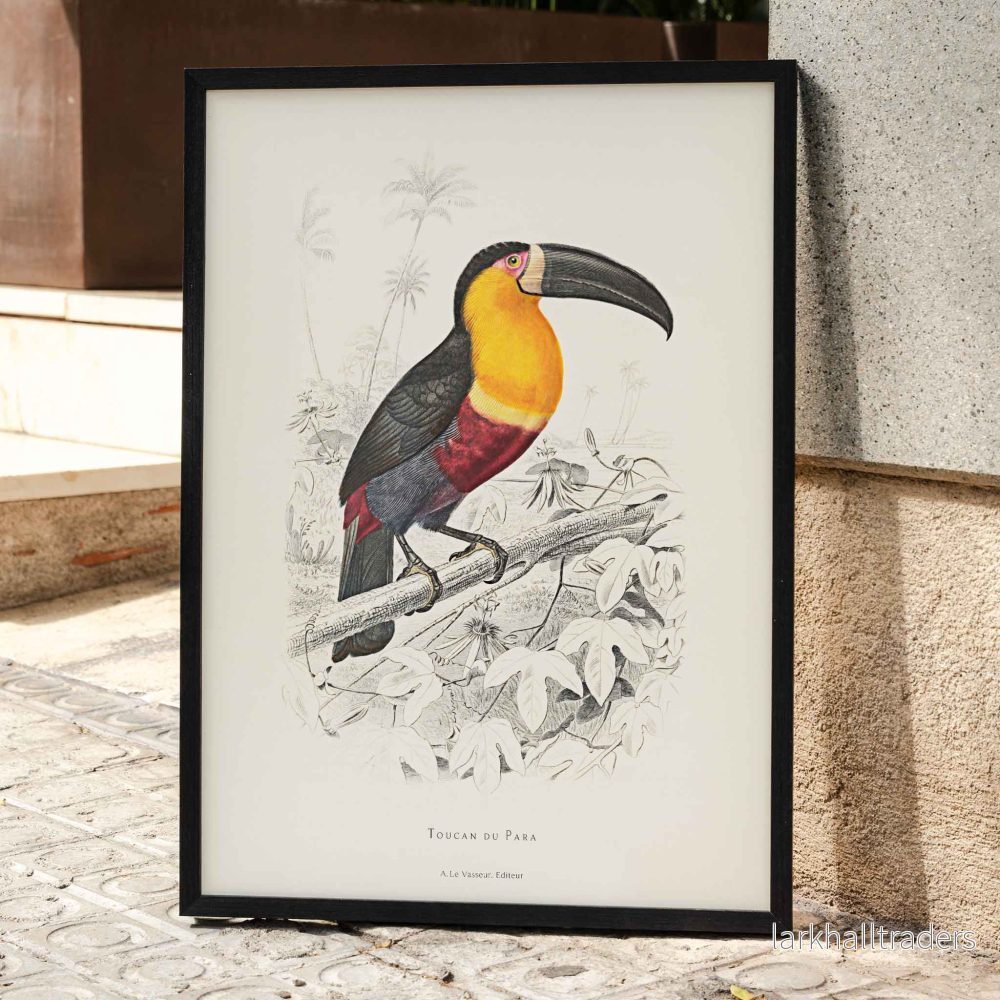 Toucan du Para Poster Toucan du Para Poster