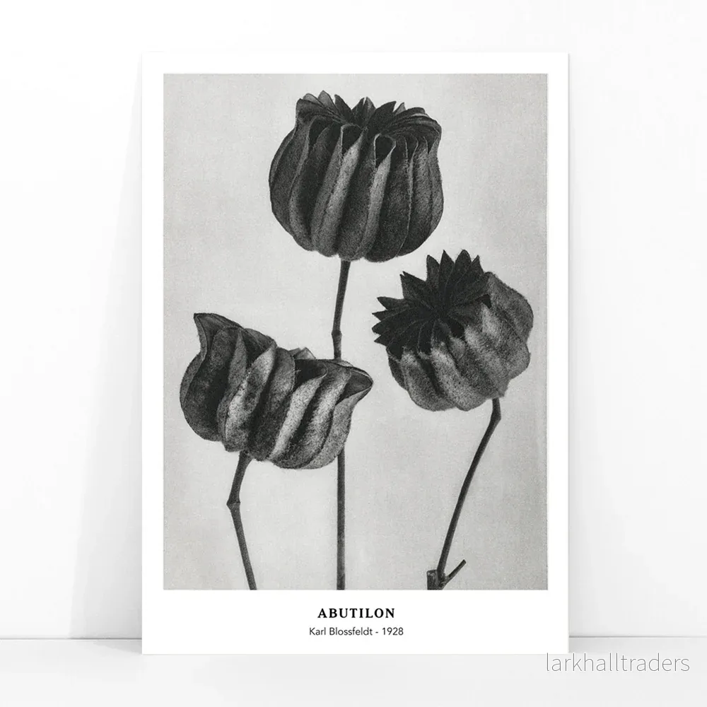 Abutilon Poster - Bild 3