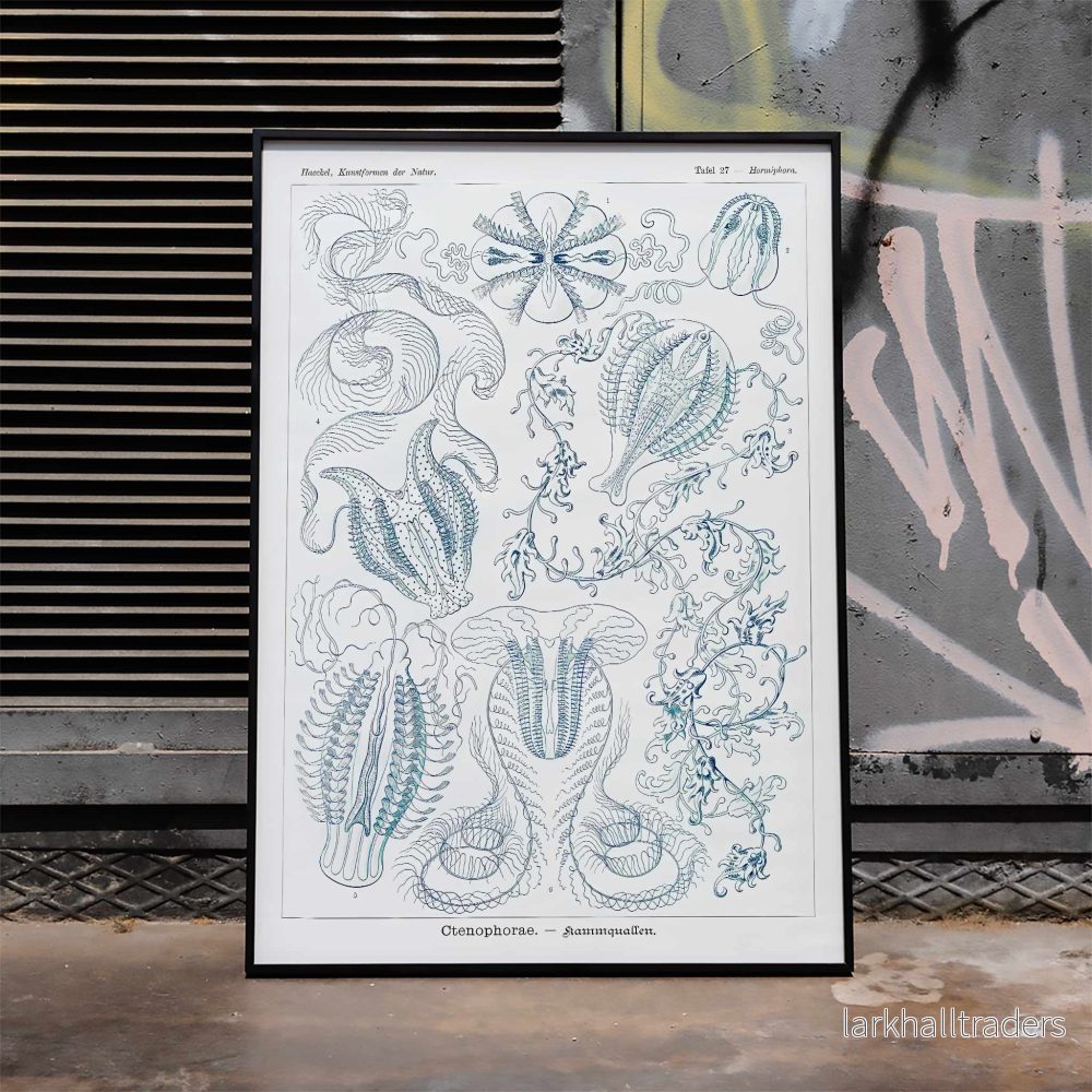 Ctenophorae Poster
