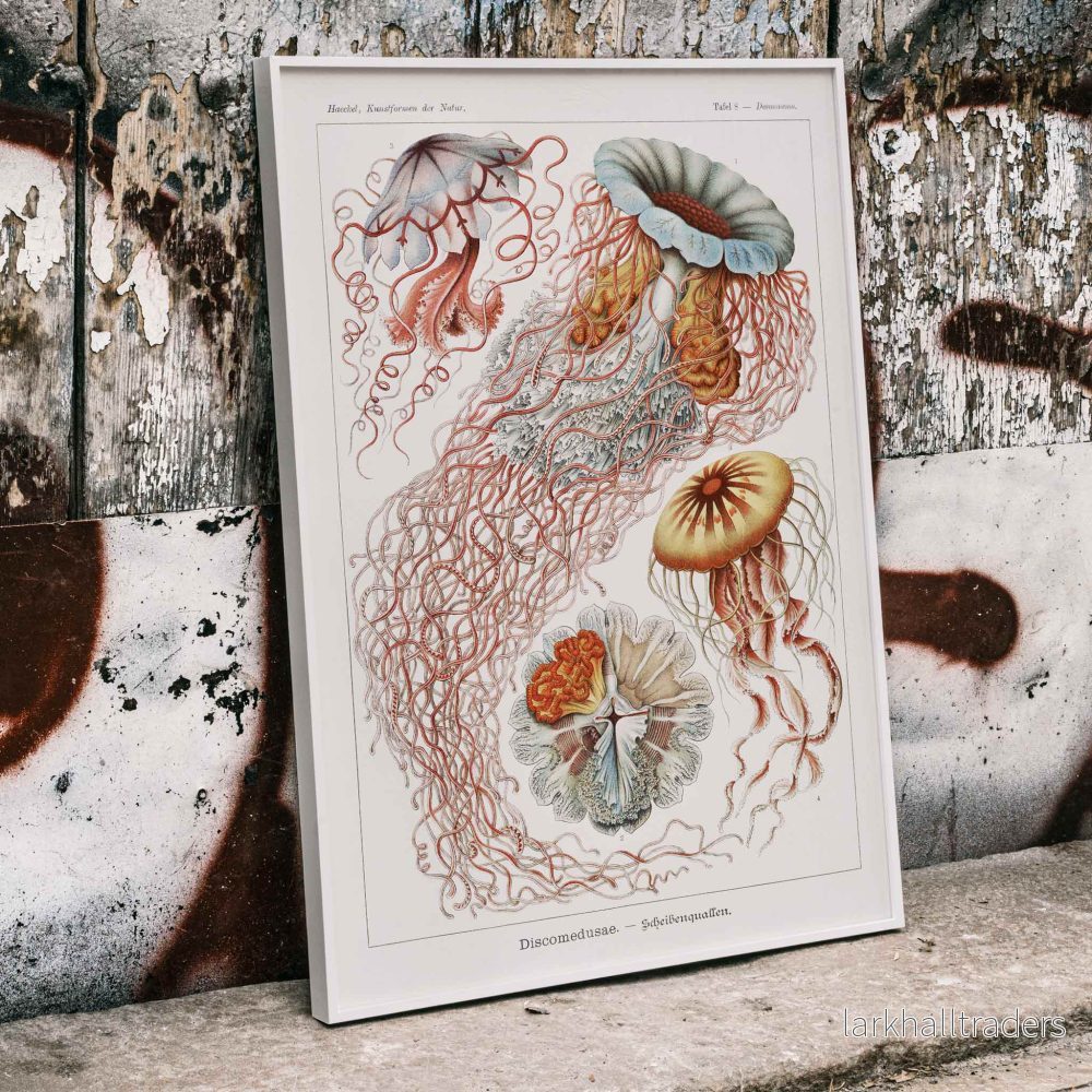 Discomedusae Poster