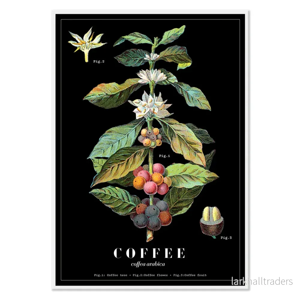 Coffea Arabica 2 Poster - Bild 2