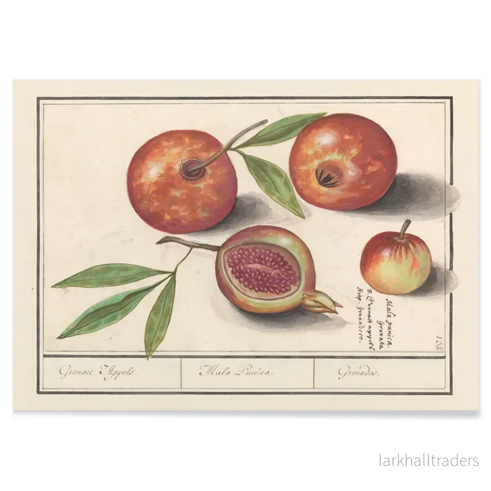 Granatäpple Poster - Bild 2