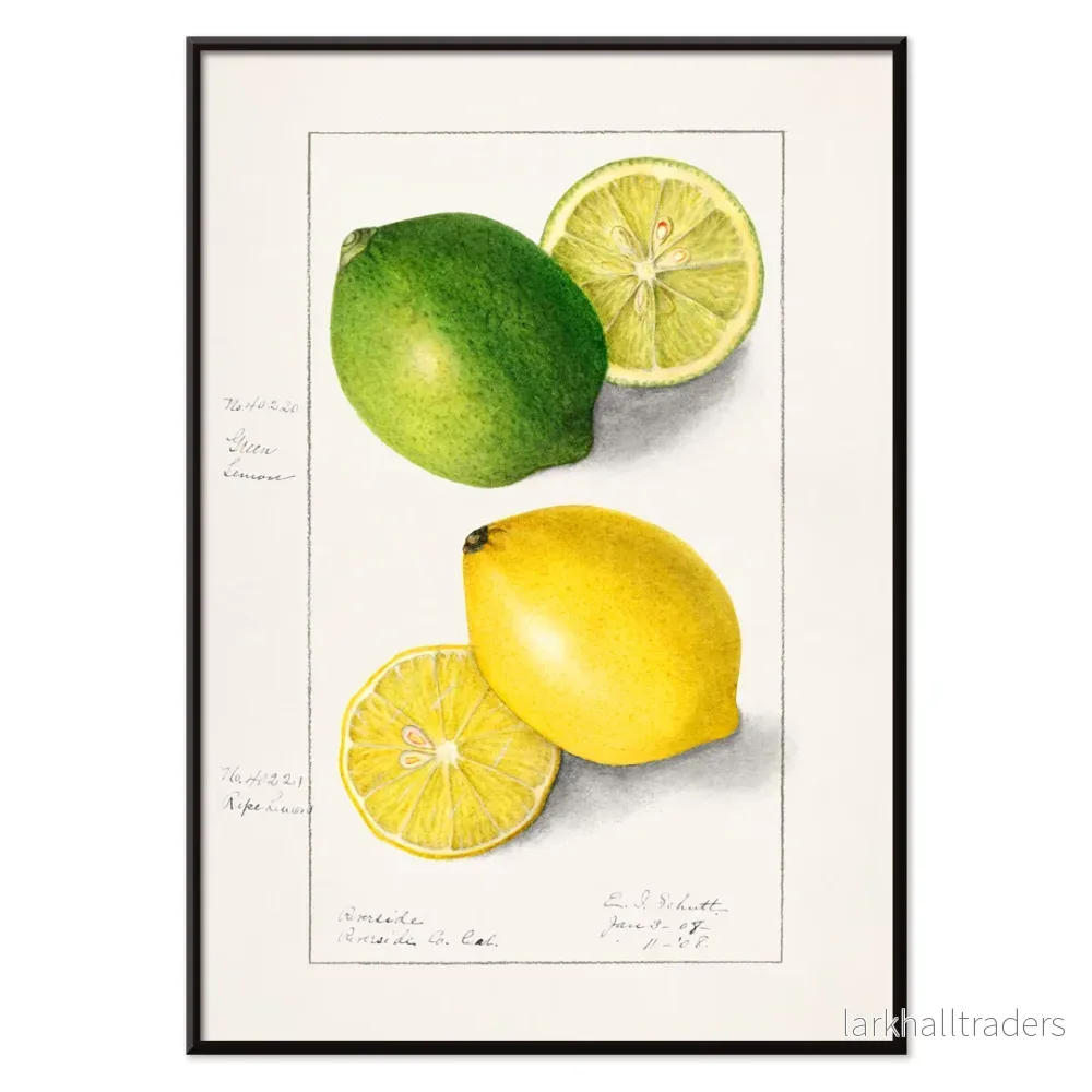 Citroner (Citrus Limon) Poster - Bild 2