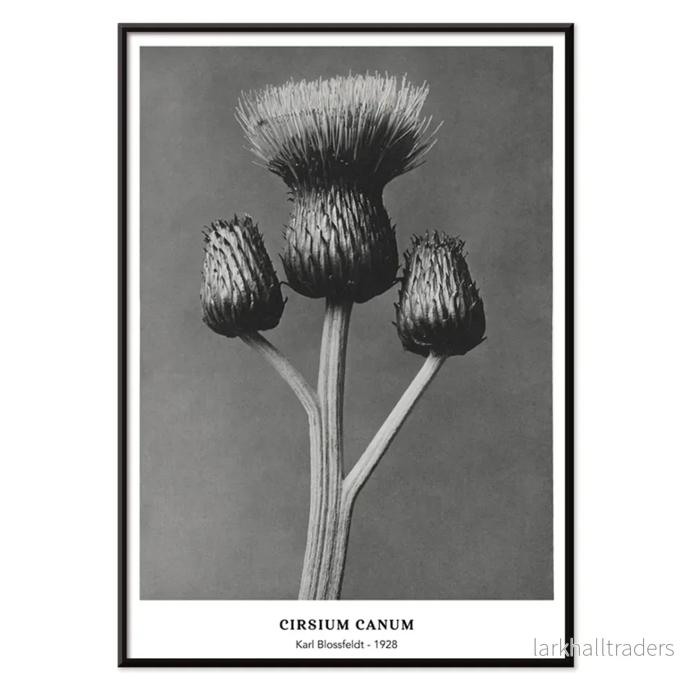 Cirsium Canum Poster - Bild 2