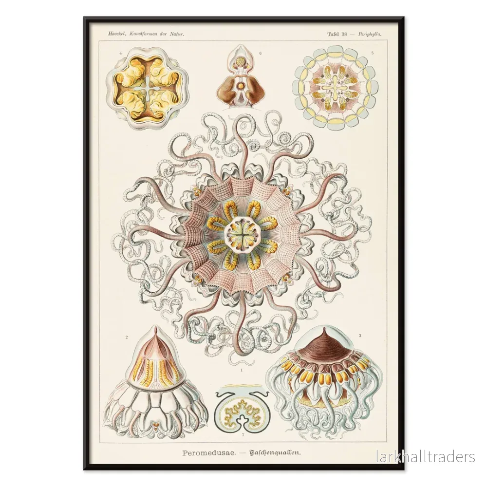 Peromedusae Poster - Bild 2