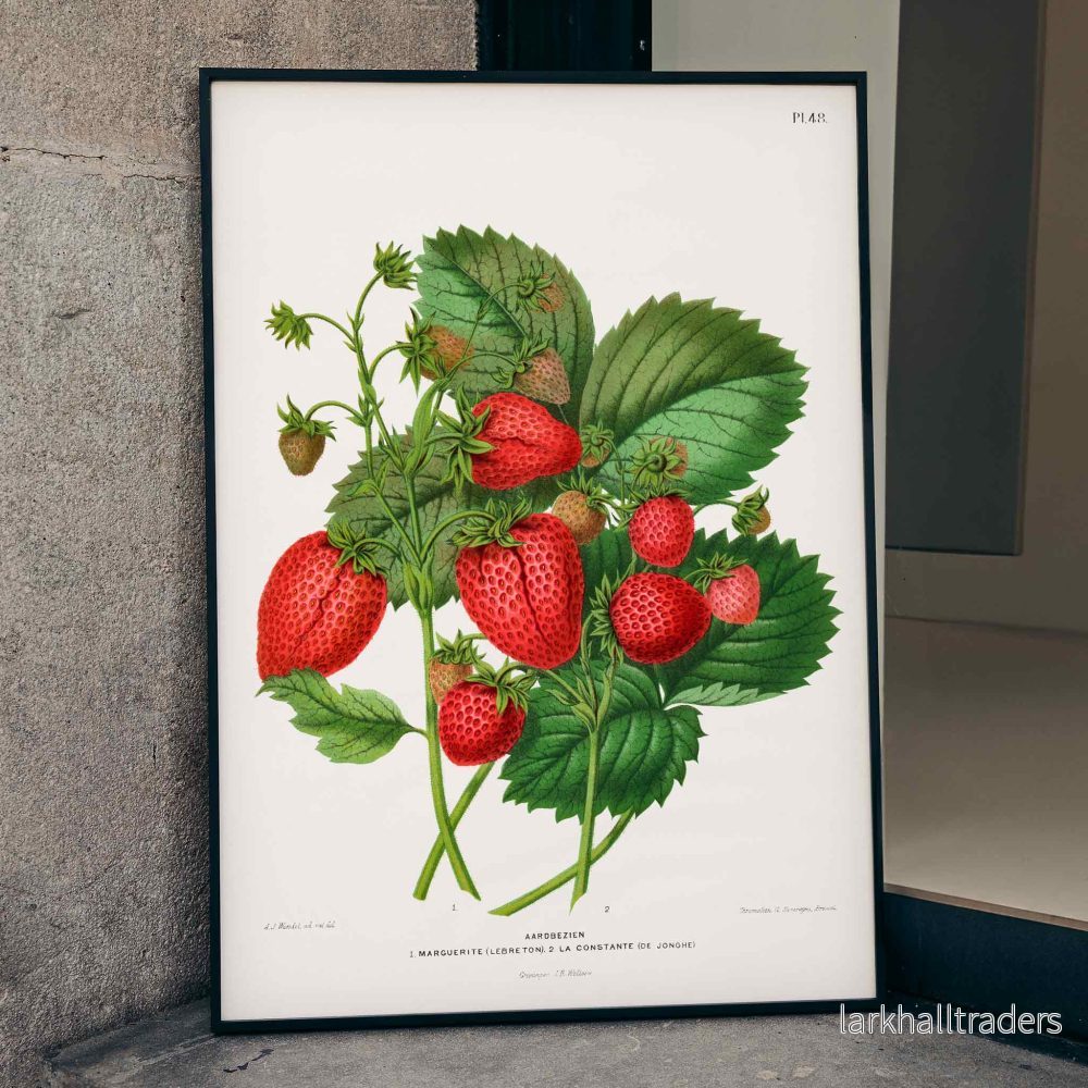 Jordgubbskromolitografi Poster