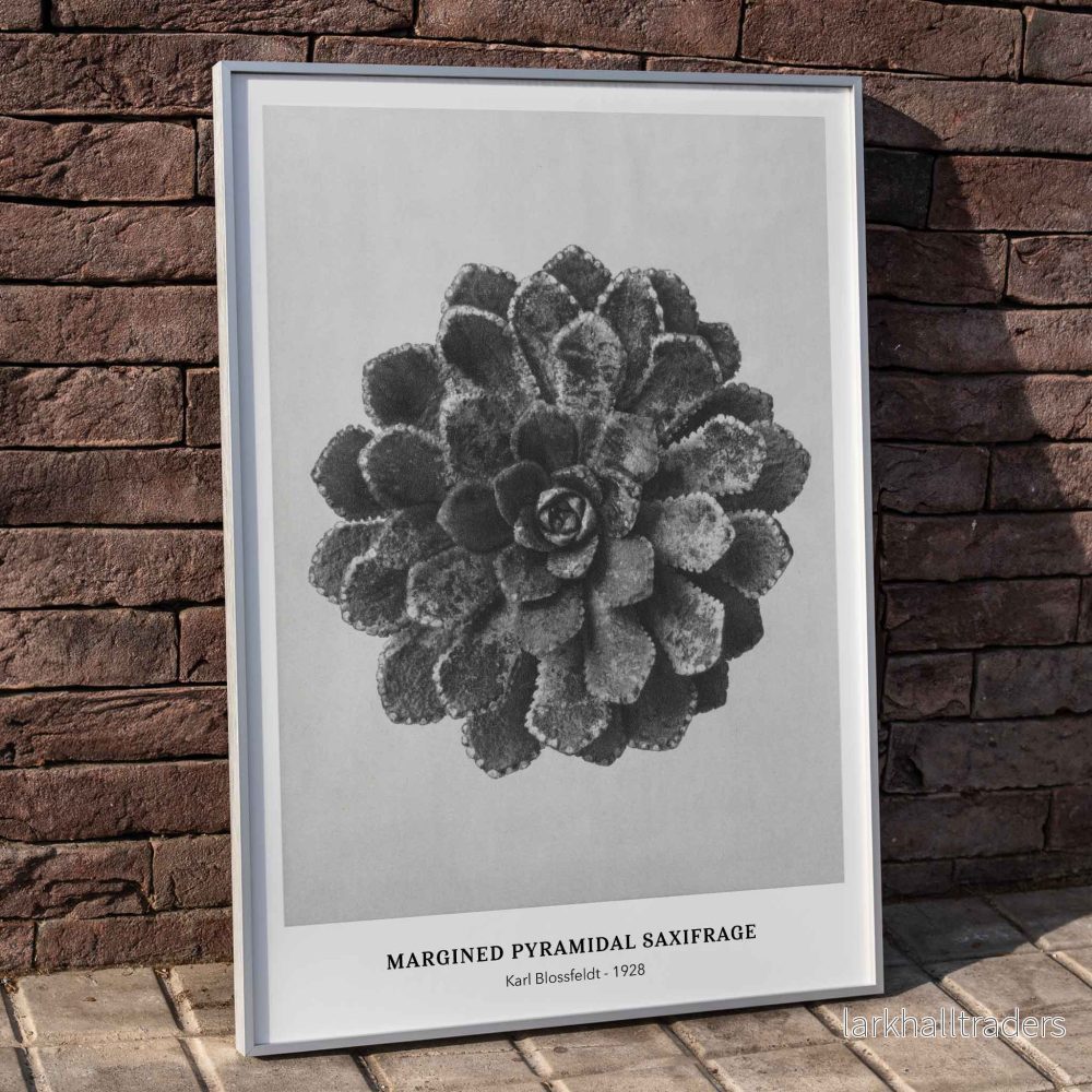 Randig pyramidformad stenbräcka Poster
