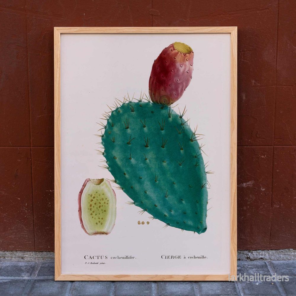 Cactus cochenillifer Poster Cactus cochenillifer Poster