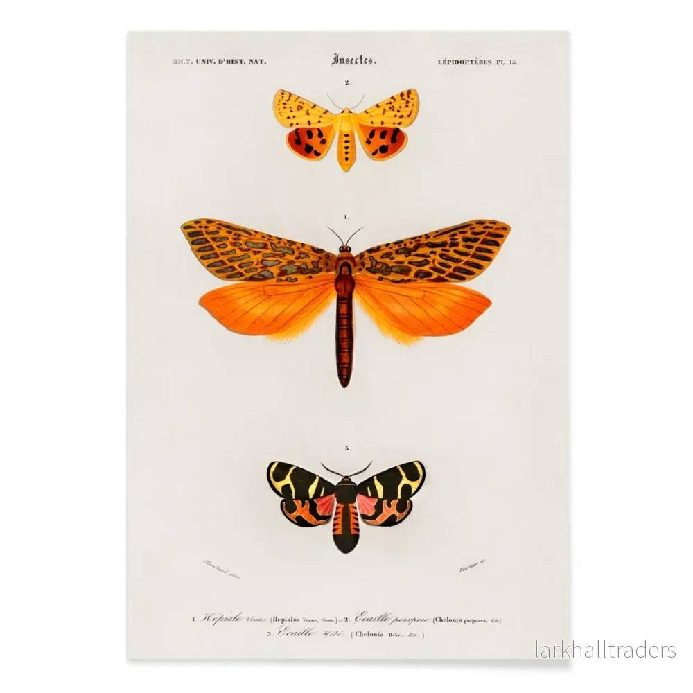 Orange malar Poster - Bild 2