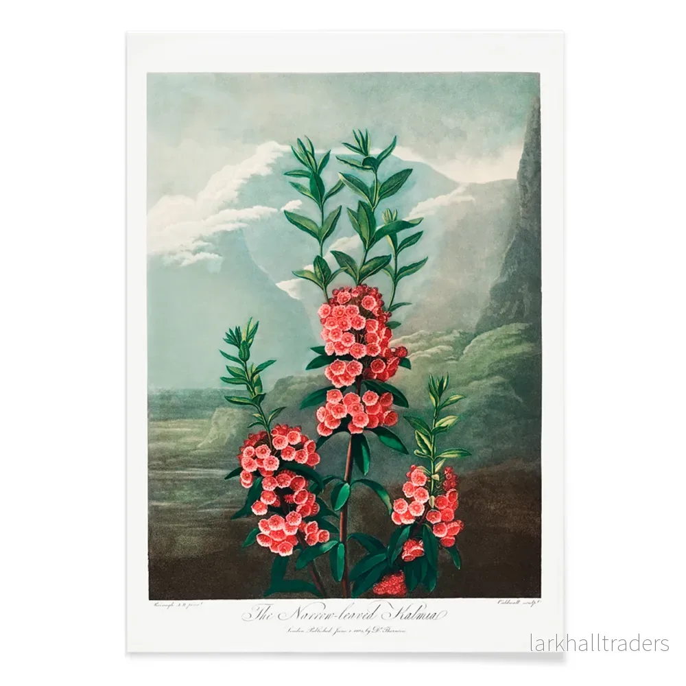 Smalbladig Kalmia Poster - Bild 2