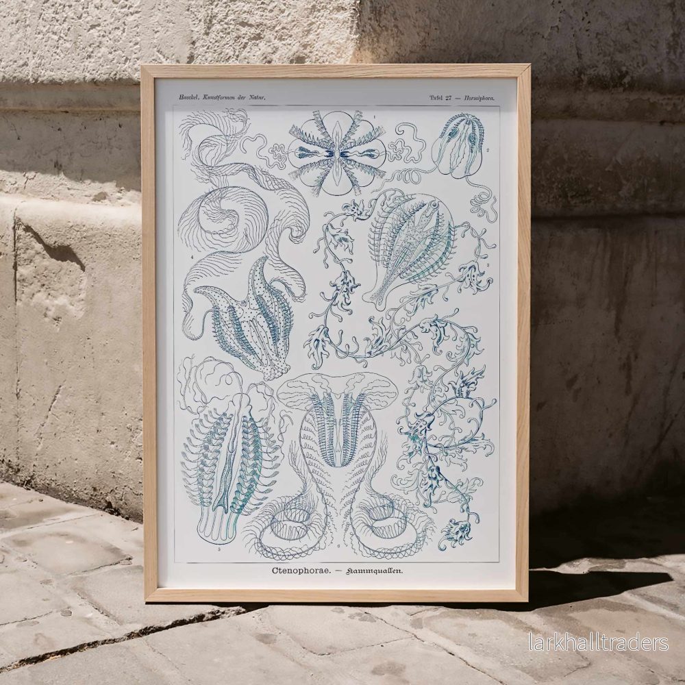 Ctenophorae Poster - Bild 3