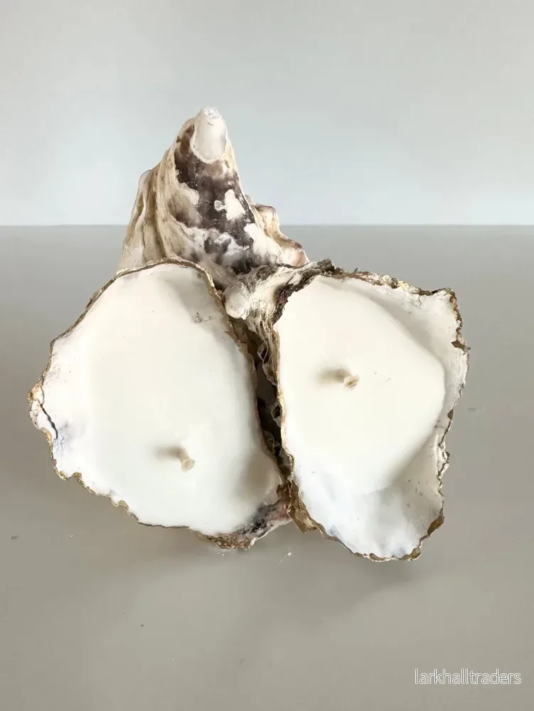 Oyster Twin Ljus / Alex & Elza - Bild 2