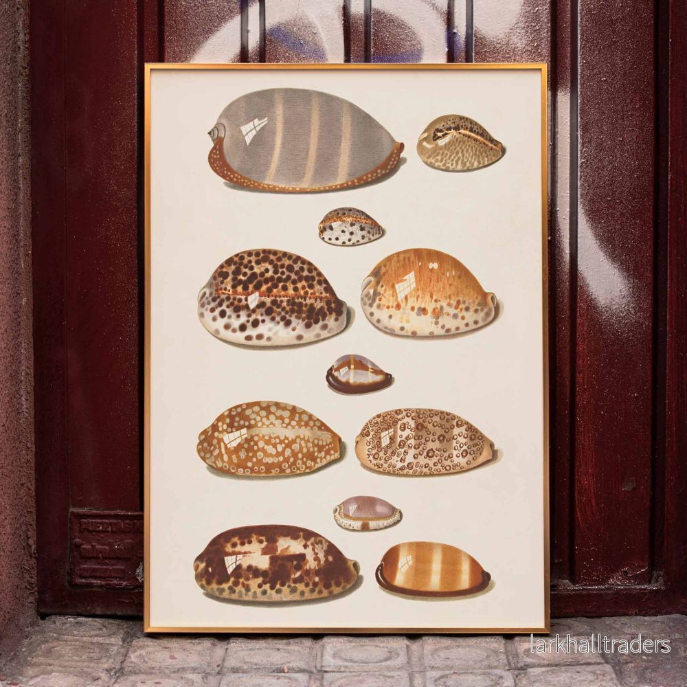 Tropiska snäckor Poster Tropiska snäckor Poster