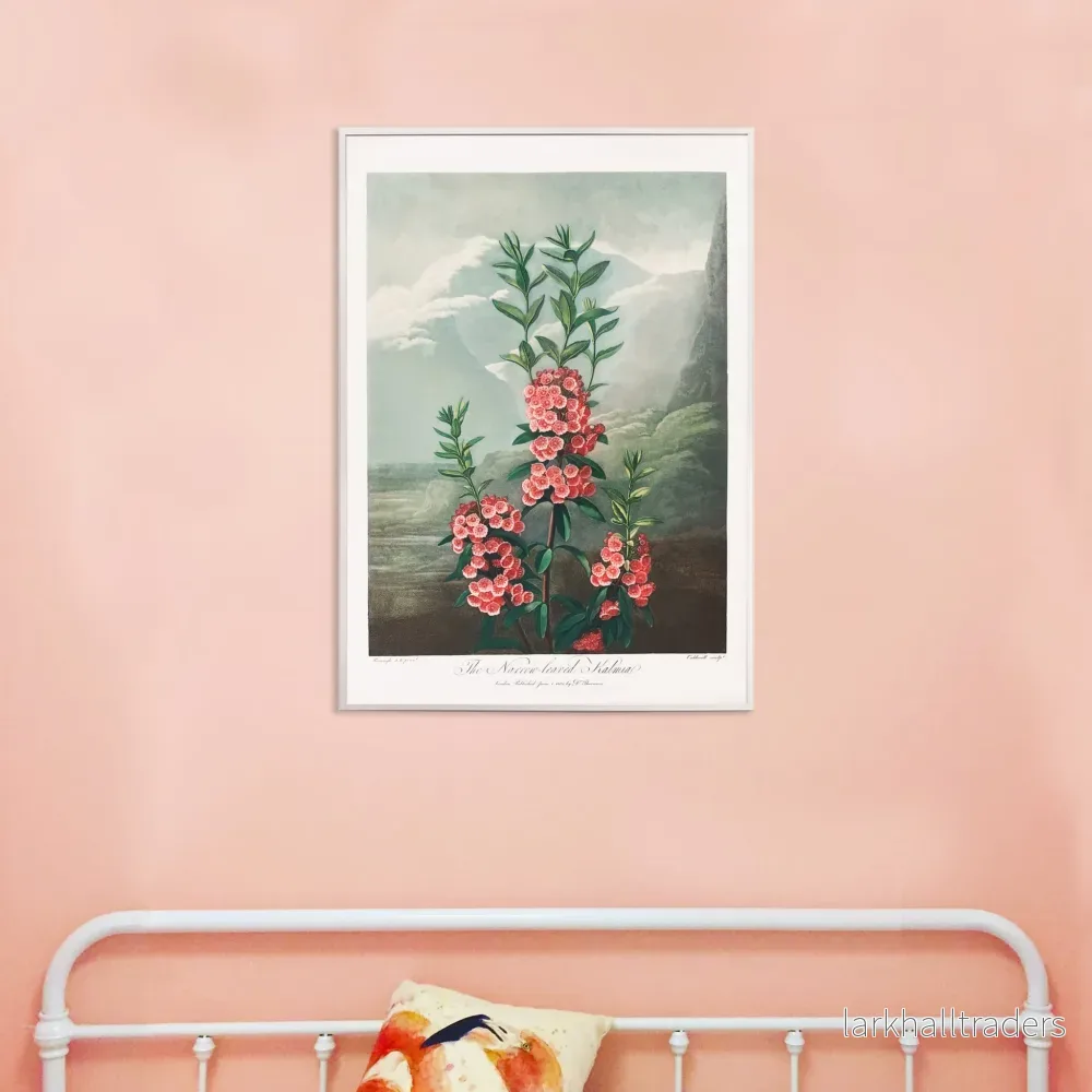 Smalbladig Kalmia Poster