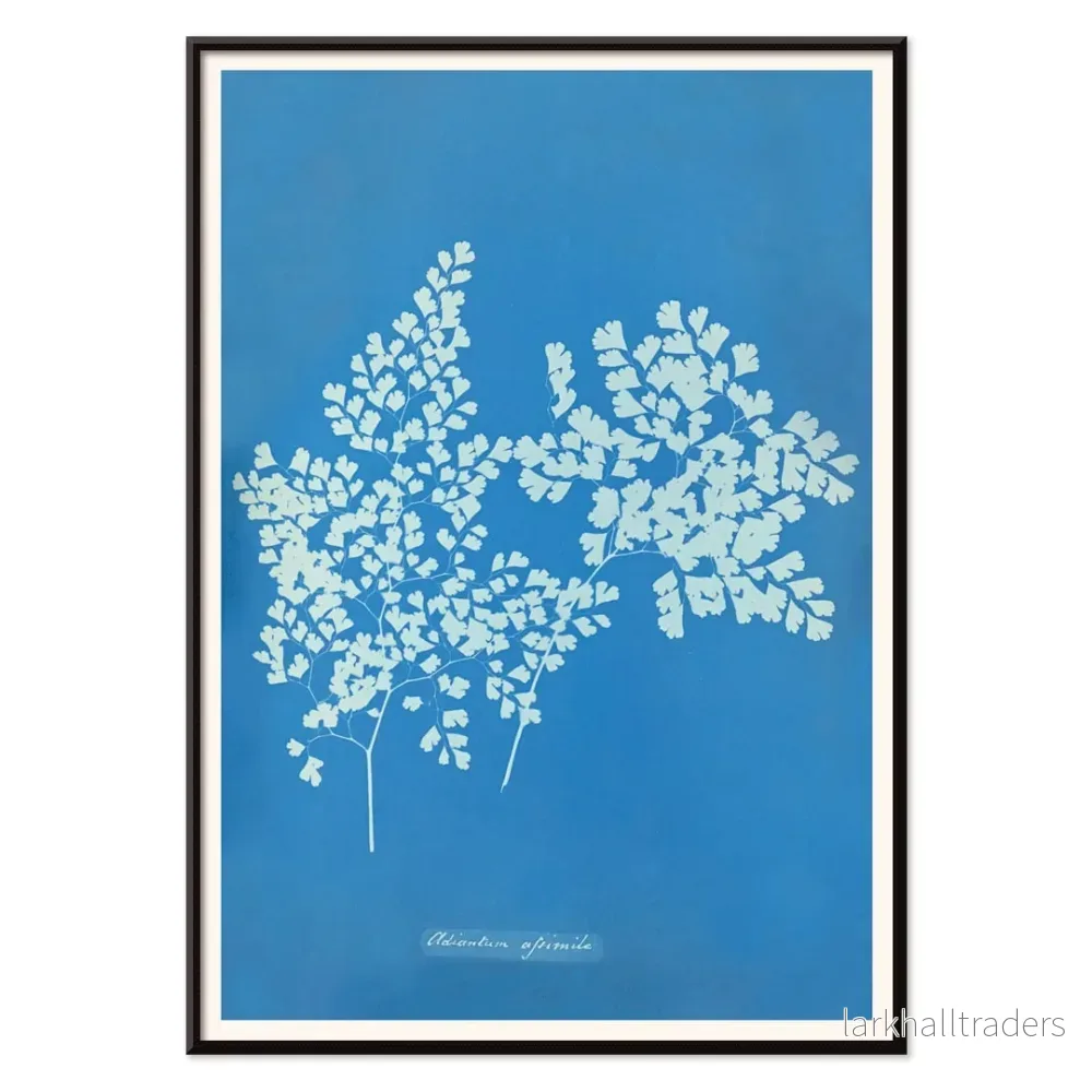 Adiantum assimile Poster - Bild 2