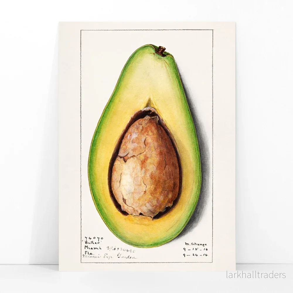 Avokado (Persea) Poster - Bild 3