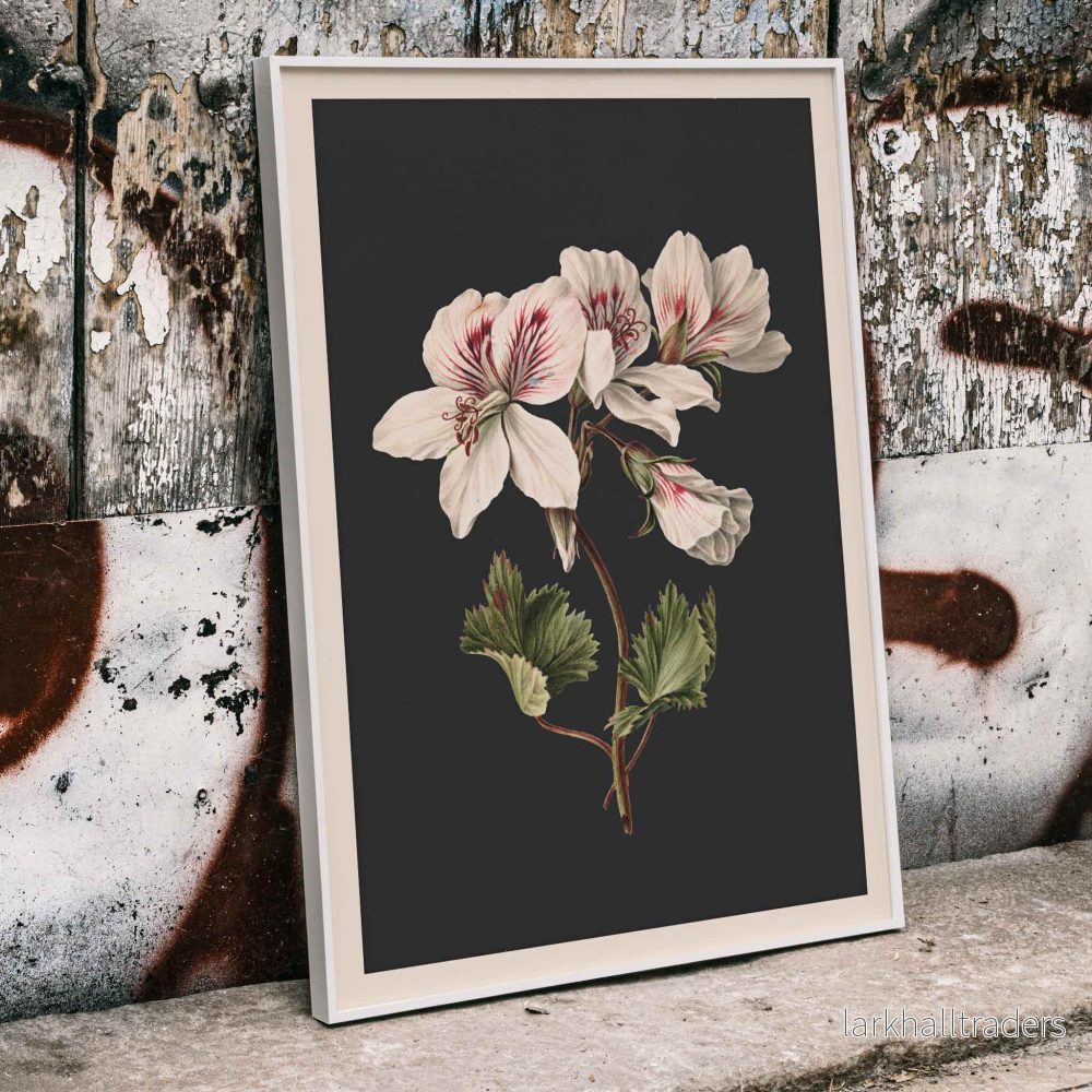 Pelargonium Poster Pelargonium Poster