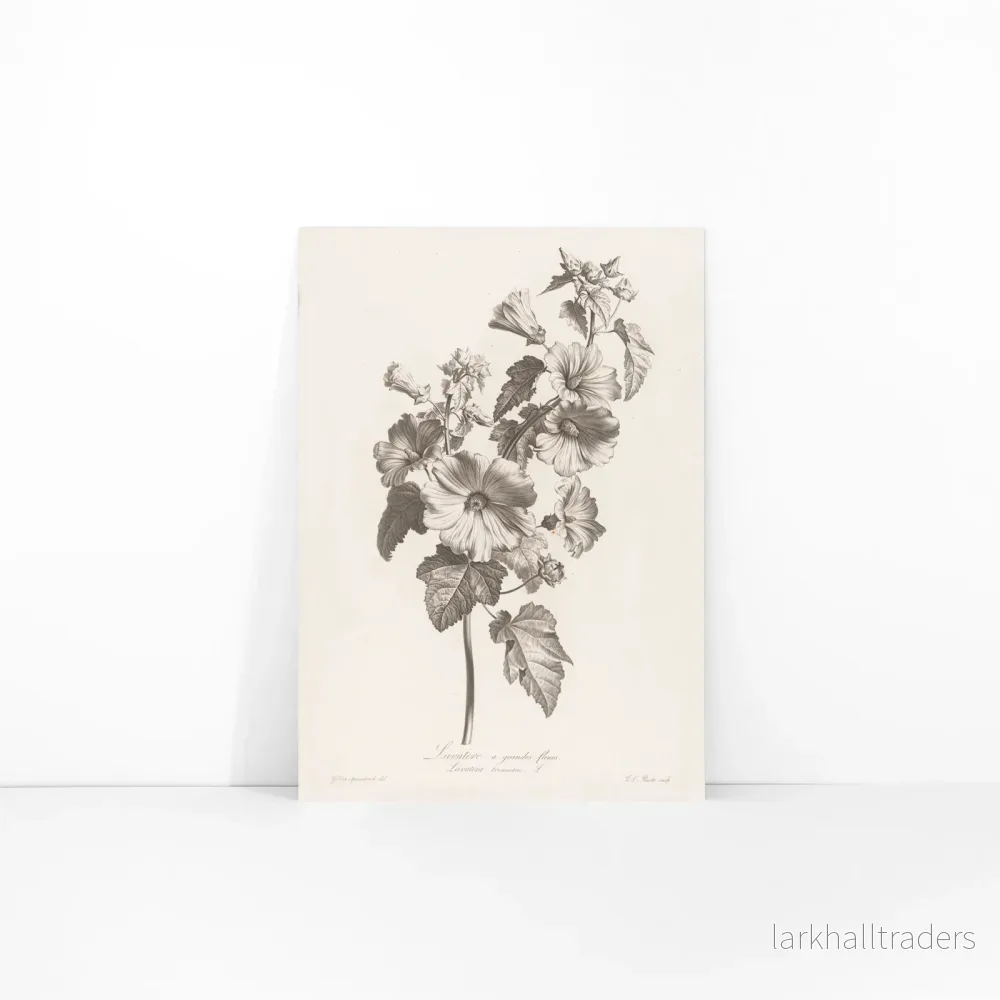 Storblommig lavatera Poster - Bild 3