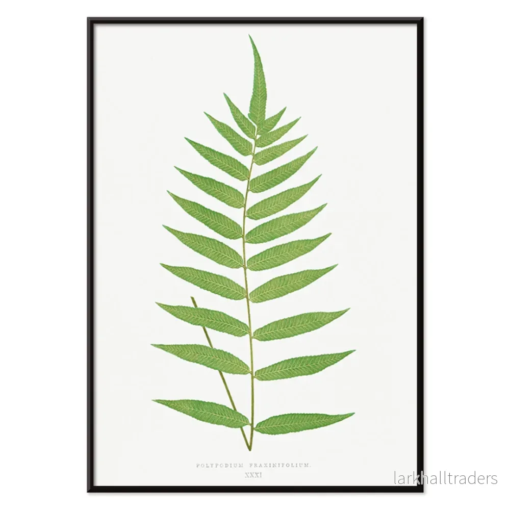 Polypodium Fraxinifolium Poster - Bild 2