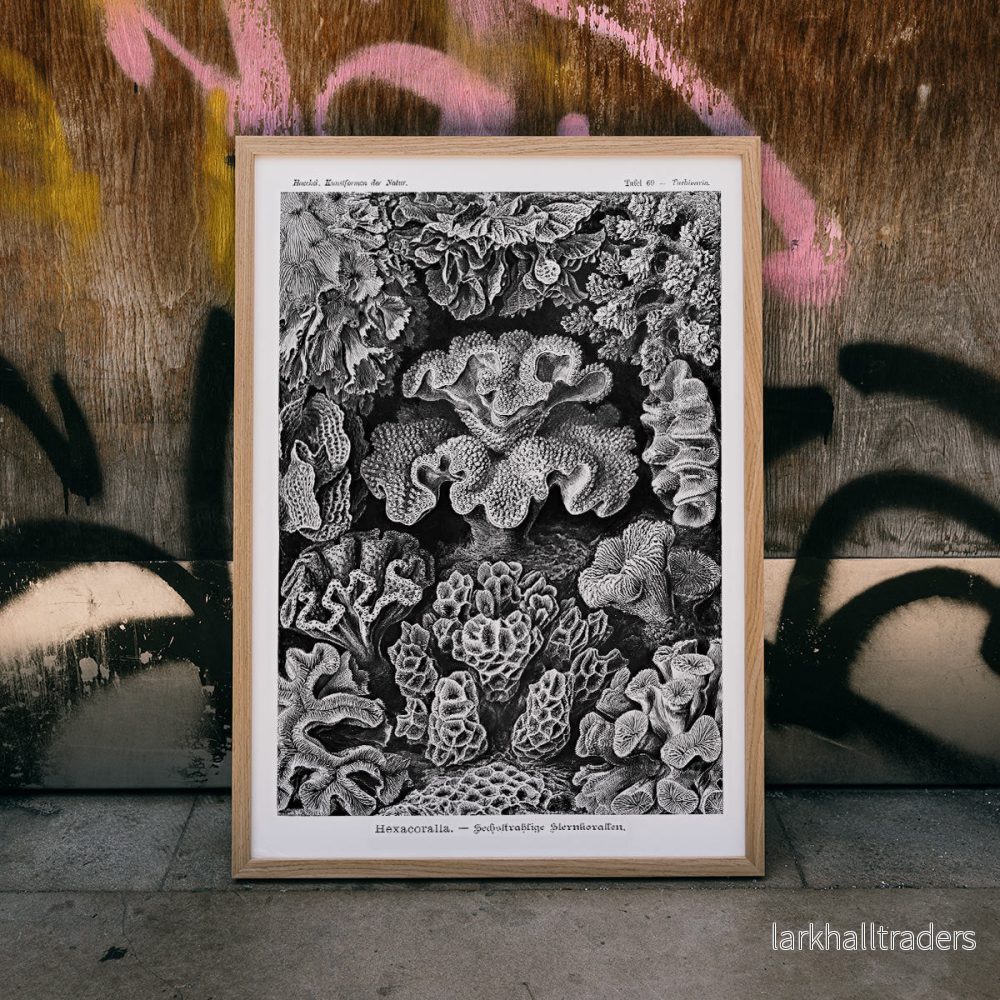 Hexacoralla Poster