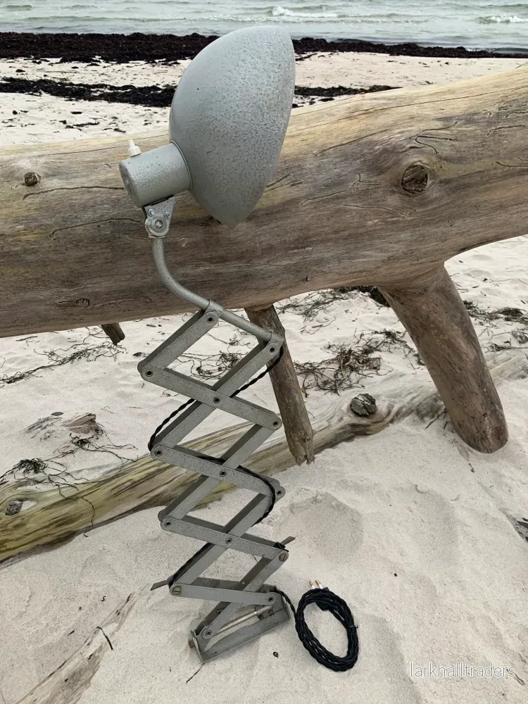 Saxlampa – Grå hammarlack Saxlampa – Grå hammarlack