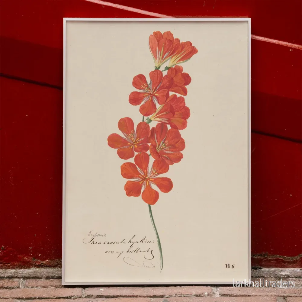 Tritonia Crocata Flammfreesia Poster