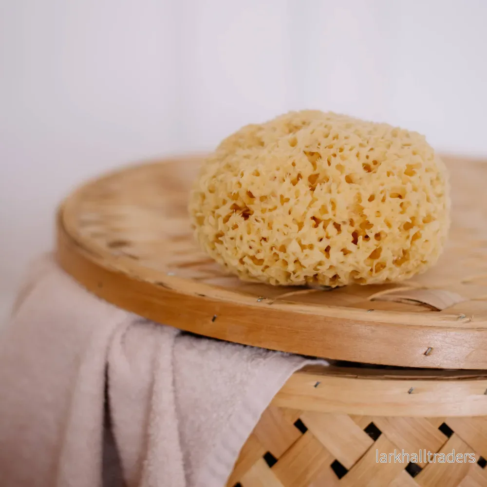 Hållbar naturlig havssvamp varsamt skördad från havet: Gigantisk - Bild 3