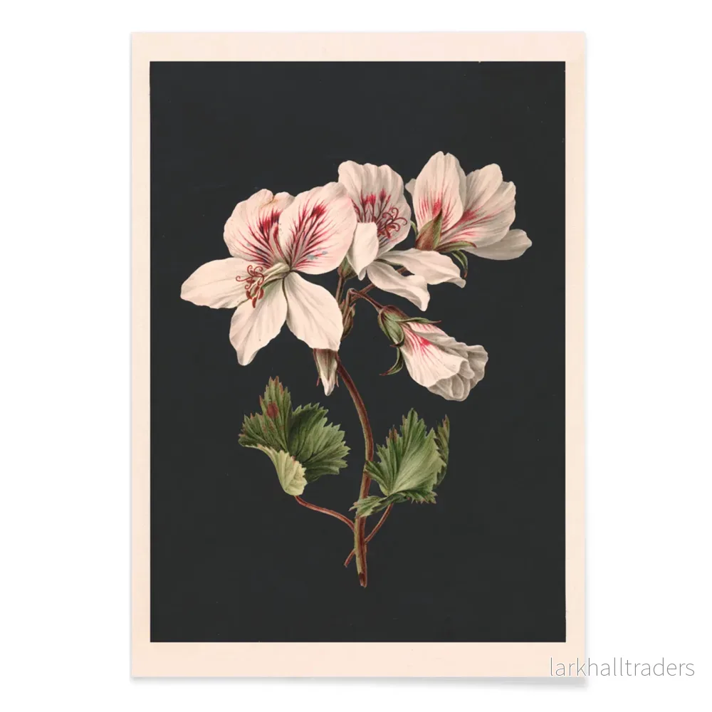 Pelargonium Poster - Bild 2