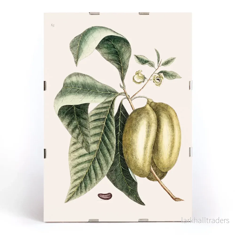 Pawpaw Poster - Bild 3