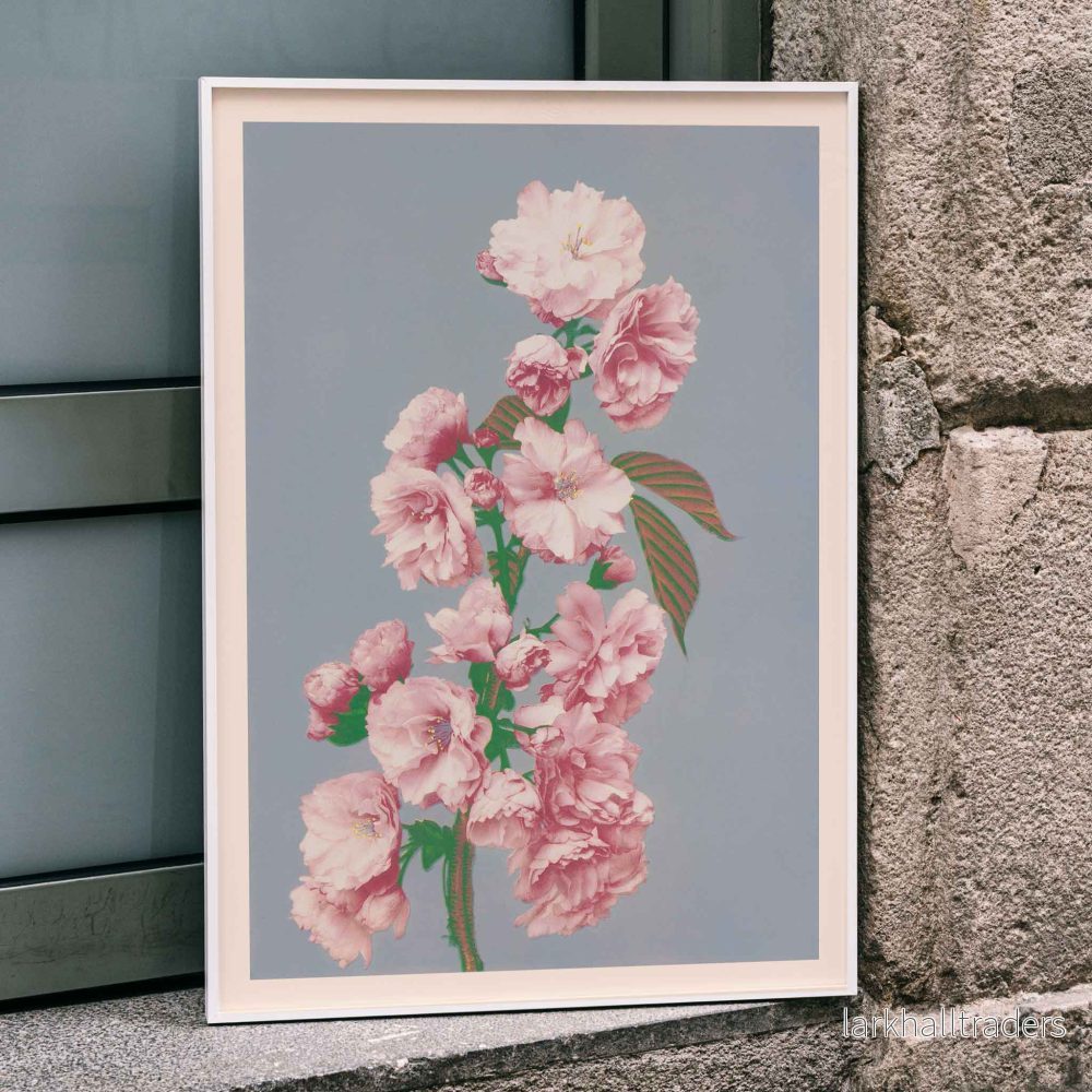 Körsbärsblomma Poster Körsbärsblomma Poster