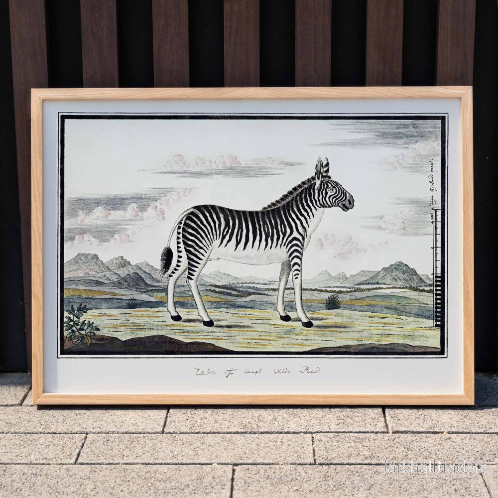 Bergzebra Poster - Bild 3