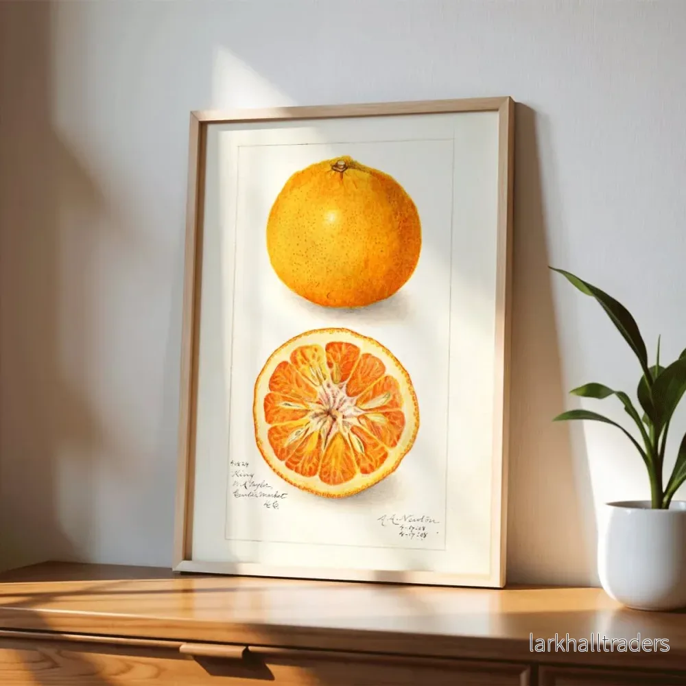 Citrus nobilis Poster - Bild 3