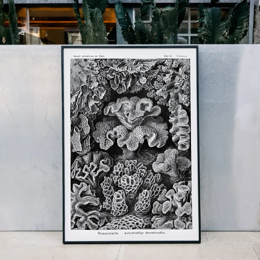 Hexacoralla Poster - Bild 3