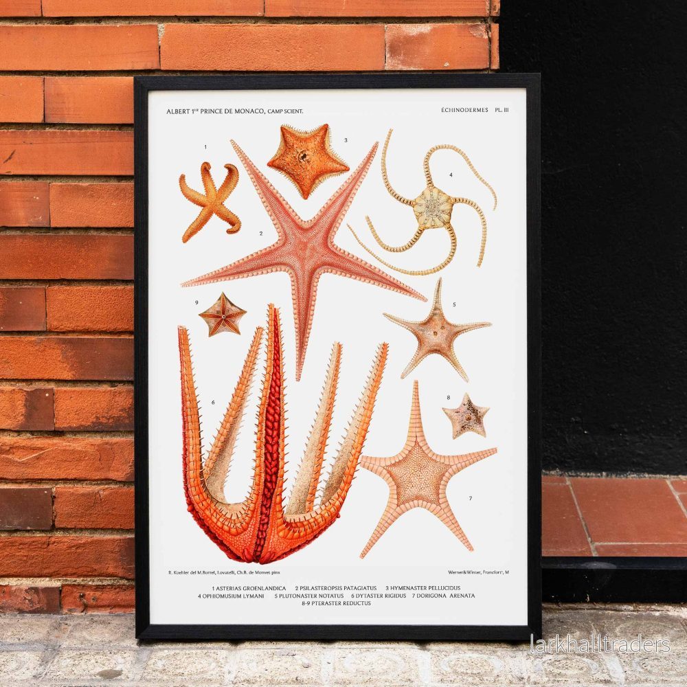 Olika sjöstjärnsarter 3 Poster