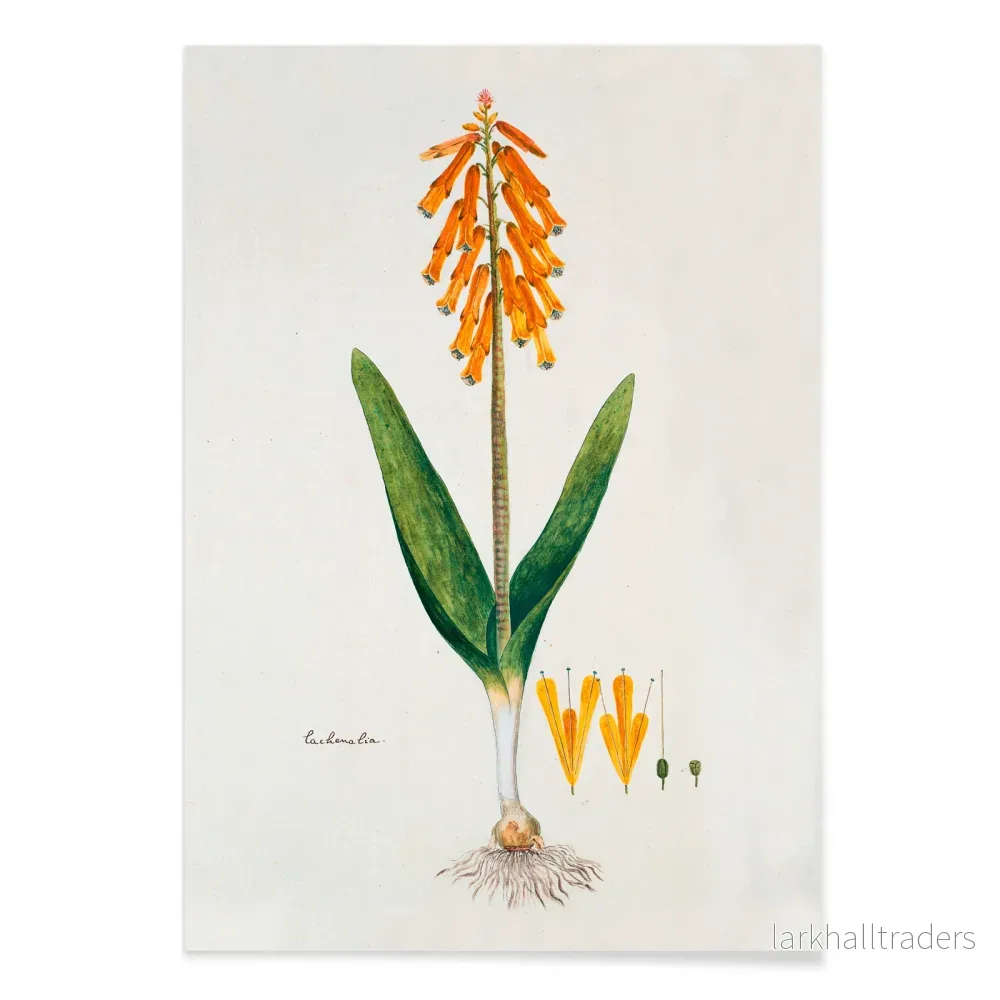 Opalblomma Poster - Bild 2