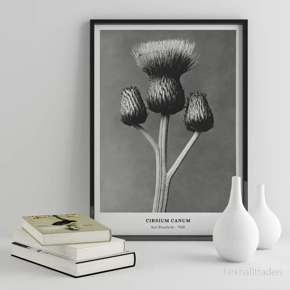 Cirsium Canum Poster