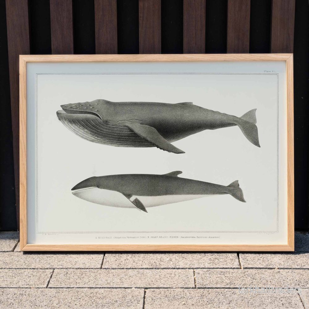 Knölval och minkval Poster Knölval och minkval Poster