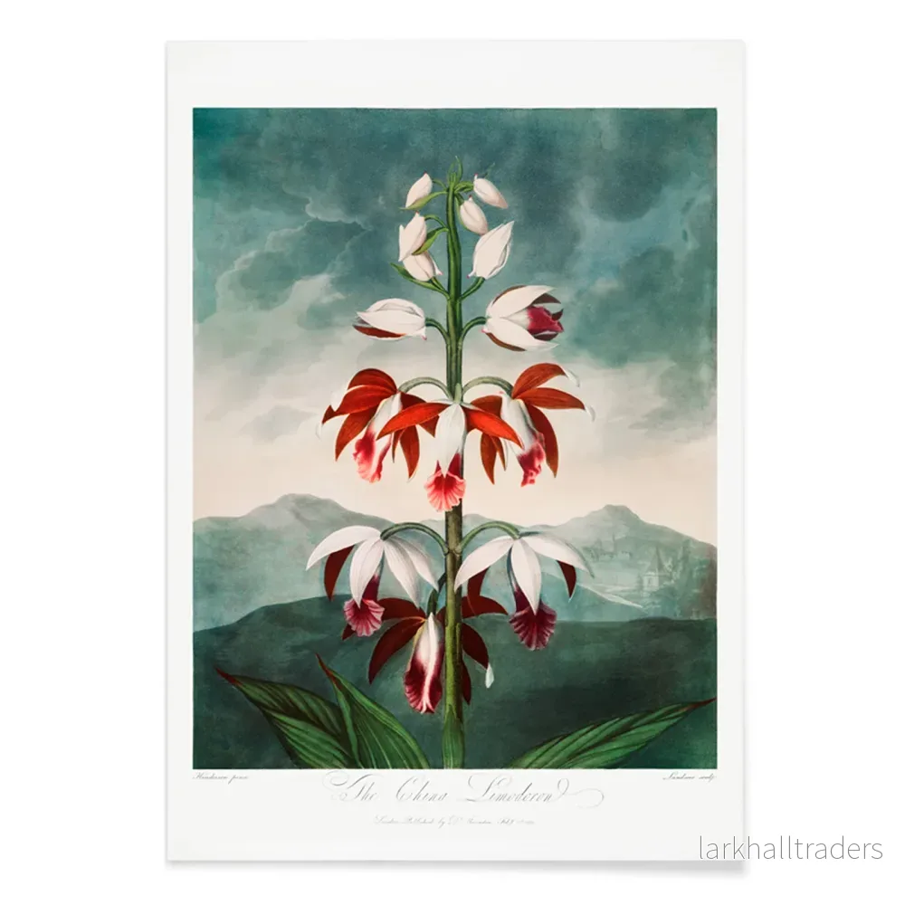 Kinesiska Limodoron Poster - Bild 2