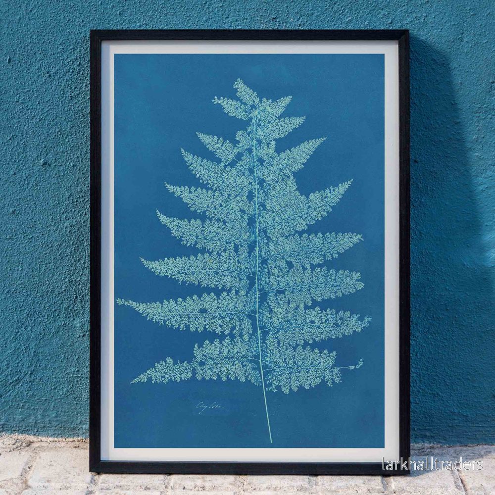 Ormbunke Poster