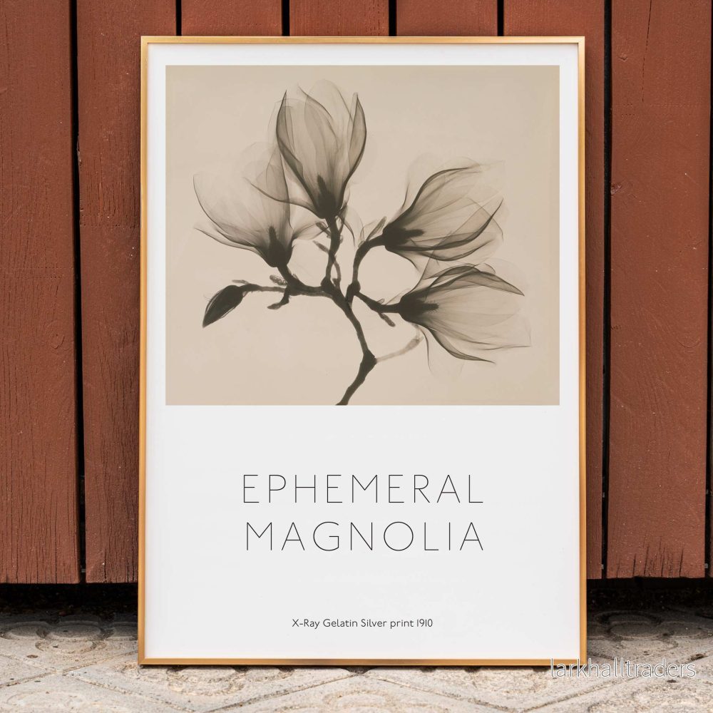 Magnoliakvist Poster