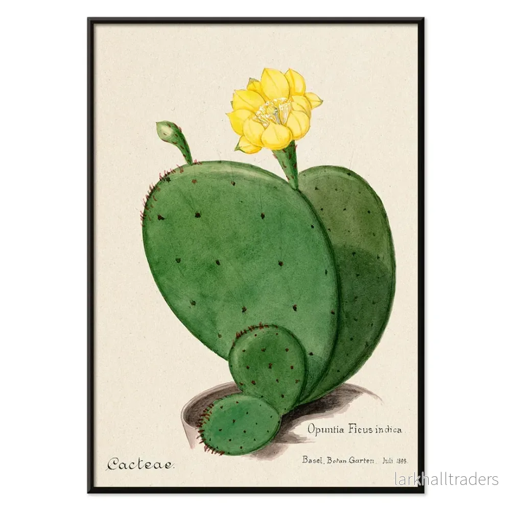 Indisk fikonopuntia Poster - Bild 2