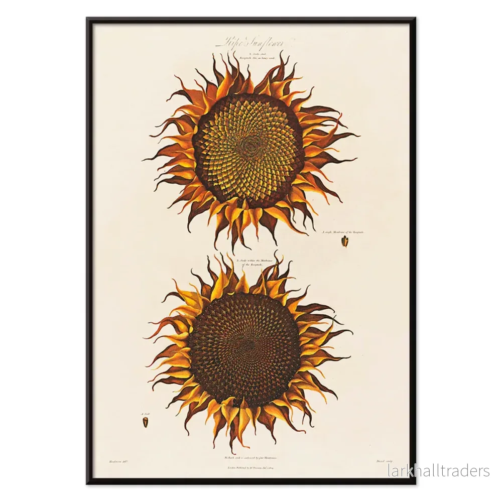 Mogen solros Poster - Bild 2