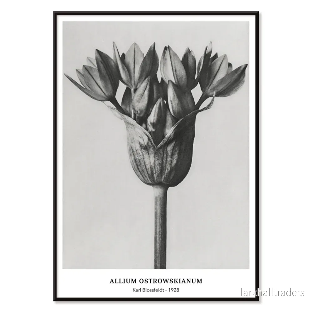 Allium Ostrowskianum Poster - Bild 2